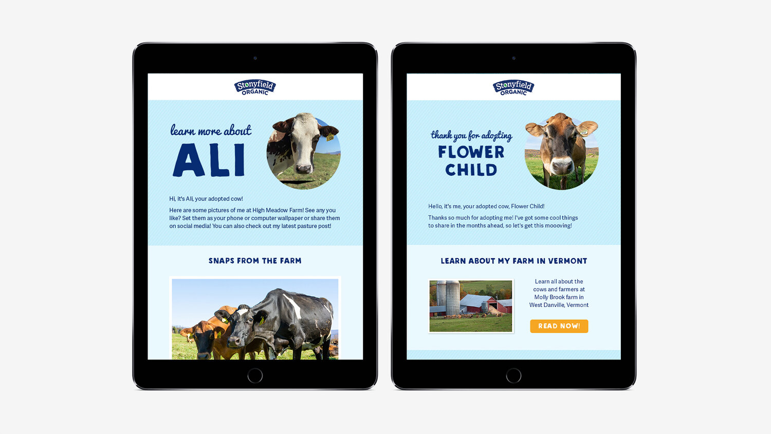 Meet The Cows Page Tablet View